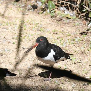 Eurasian Oystercatcher