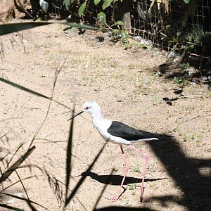 Black-winged Stilt