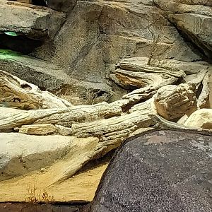 Lewa Savannah African Reptiles Habitat