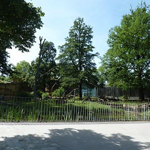 Western lowland gorilla enclosure