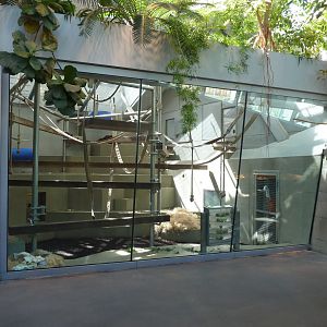 Ape house - Western lowland gorilla holding