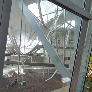 Ape house - Western lowland gorilla holding