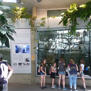 Ape House - Goeldi's monkey & pygmy marmoset holding