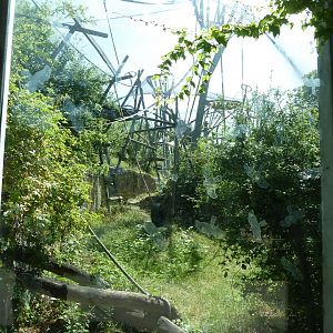 Ape house - Bonobo enclosure
