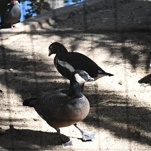 Lesser Canada Goose