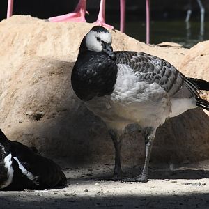 Barnacle Goose
