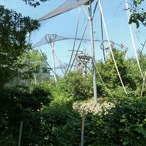 Ape house - Bonobo enclosure