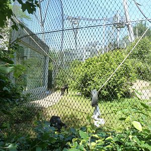 Ape house - Bonobo enclosure