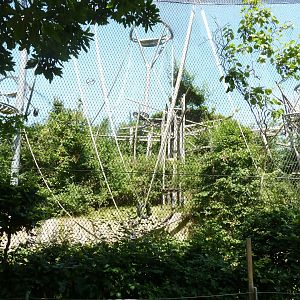 Ape house - Bonobo enclosure