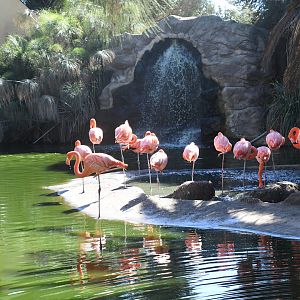 American Flamingos Lake