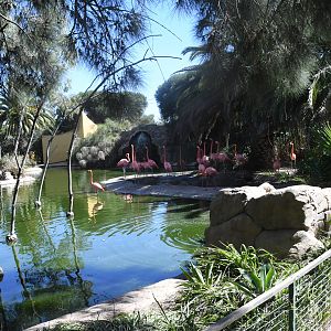 American Flamingos Lake
