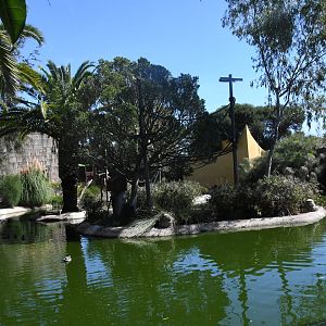 Bolivian Squirrel Monkeys Island