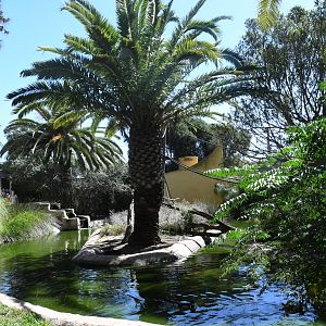 Bolivian Squirrel Monkeys Island