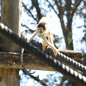 Bolivian Squirrel Monkey