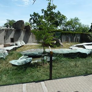 Female cheetah enclosure