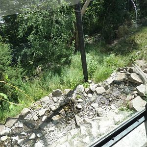Snow leopard enclosure