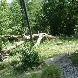 Snow leopard enclosure
