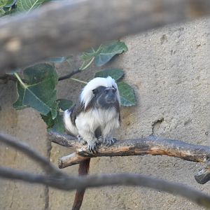 Cotton-top Tamarin