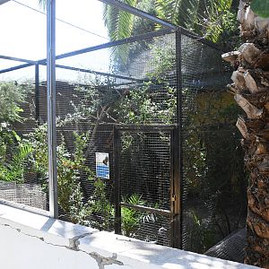 Ocellated Turkey exhibit
