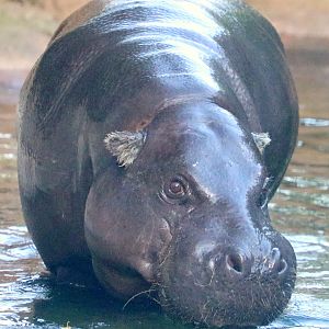 Pigmy hippopotamus; London Zoo; 11th October 2022