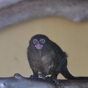 Pygmy Marmoset