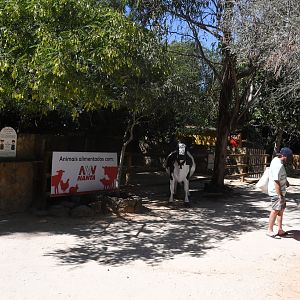 Farm and Domestic Animals Area