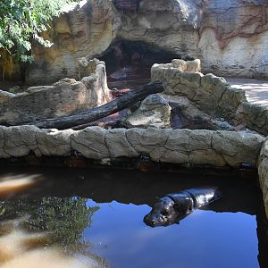 Pygmy Hippos Exhibits (set of two enclosures)