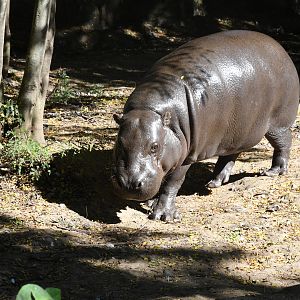 Pygmy Hippopotamus