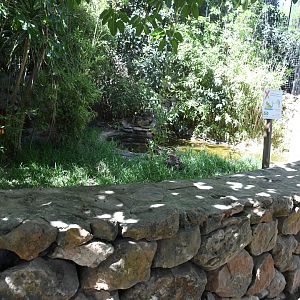 African Dwarf Crocodile Exhibit