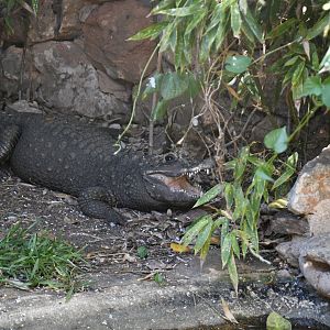African Dwarf Crocodile