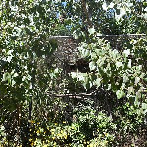 Aviary (Common Kestrel, Northern White-faced Owl)