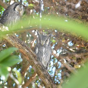 Northern White-faced Owl