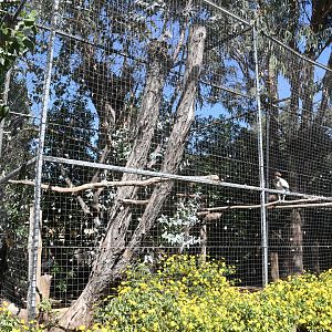 Vultures Aviary (King Vultures, Turkey Vultures, Carrion Crow)