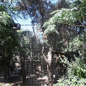 Aviary (Spectacled Owls)