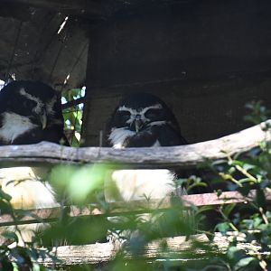 Spectacled Owls