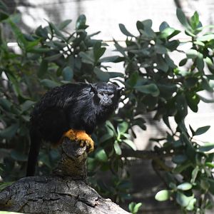 Red-handed Tamarin
