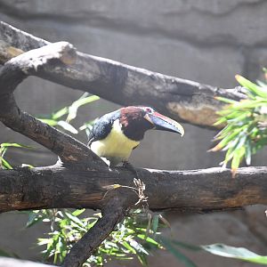Green Aracari