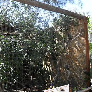 Aviary (Soccoro Dove)