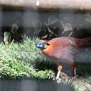 Temminck's Tragopan