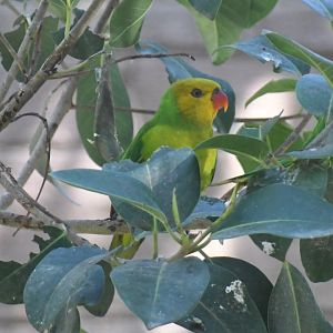 Olive-headed Lorikeet