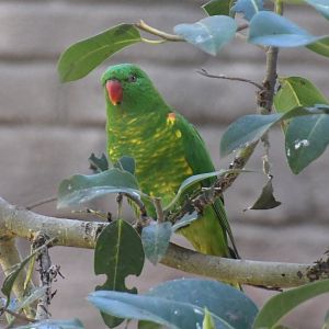 Scaly-breasted Lorikeet