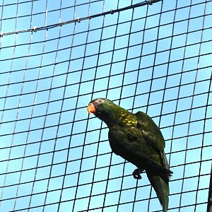 Dusky-headed Conure
