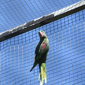 Alexandrine Parakeet