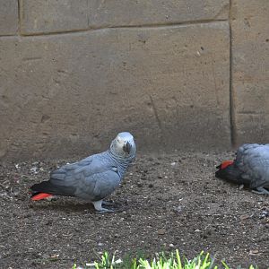 African Grey Parrots