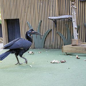 Abyssinian ground hornbill (Bucorvus abyssinicus)
