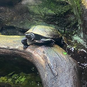 Turtle ID?