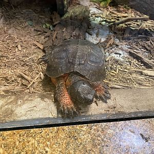 Turtle ID?