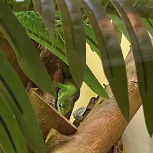 Day gecko ID?