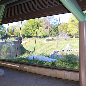 Devereaux Tiger Forest