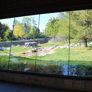 Devereaux Tiger Forest